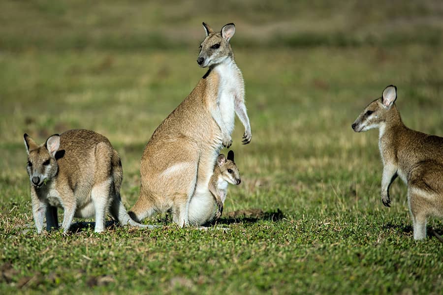 Which animal has a pouch?